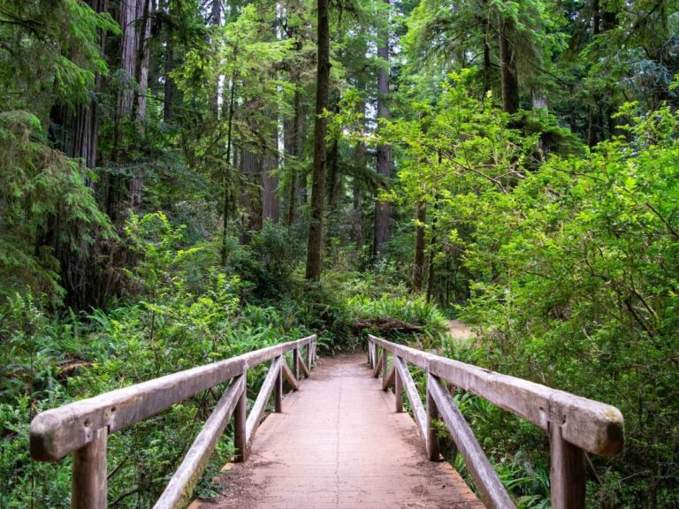 Forest Bathing: How Immersion in Nature Restores Inner Balance